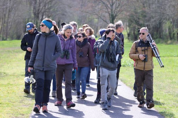 À la découverte des oiseaux forestiers du marais de Massilly